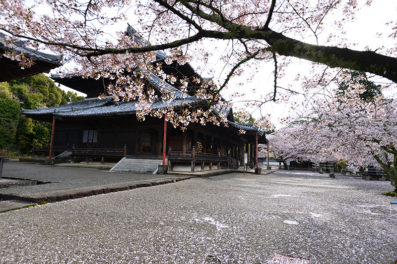 和歌山参題の参　粉河寺花吹雪_c0317868_21143114.jpg