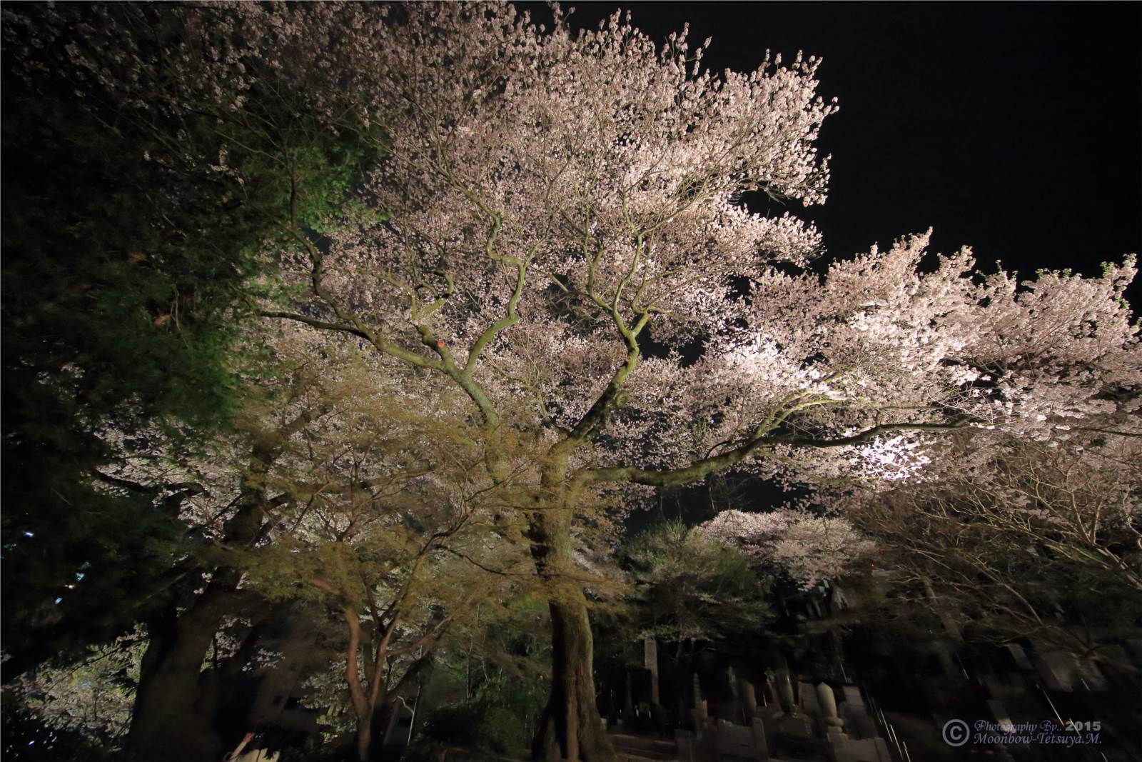 宇都宮市　慈光寺の夜桜_e0197769_22500107.jpg