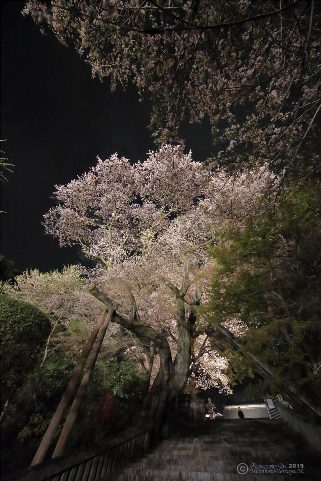 宇都宮市　慈光寺の夜桜_e0197769_22500138.jpg