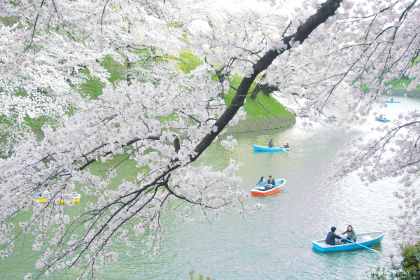 千鳥ヶ淵2015。_e0225169_15534472.jpg