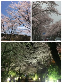 2015. 4.6さくら_a0134270_13124267.jpg