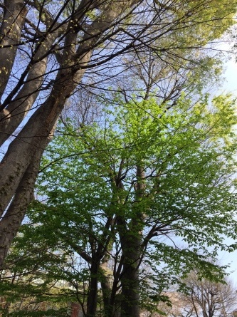 若葉のころ_b0342170_20050674.jpg