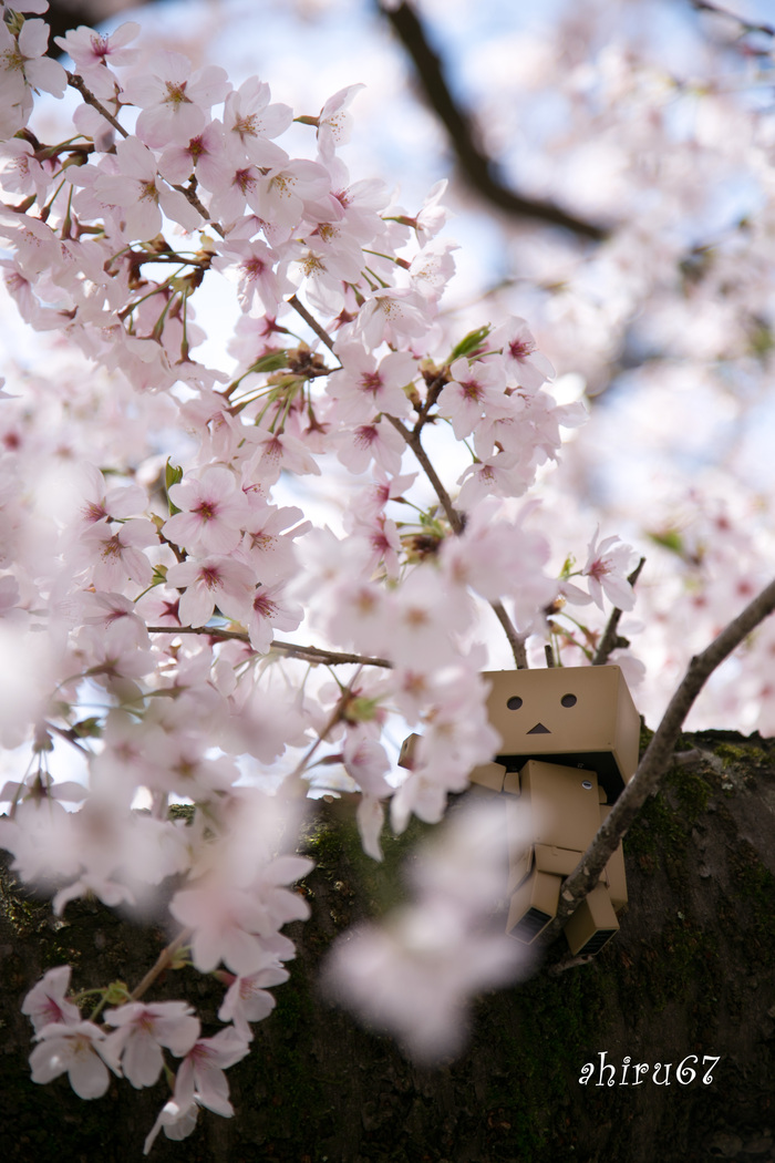 15 桜 ー11 ダンボーと桜 写真生活 15 桜 ー11 ダンボーと桜 写真生活