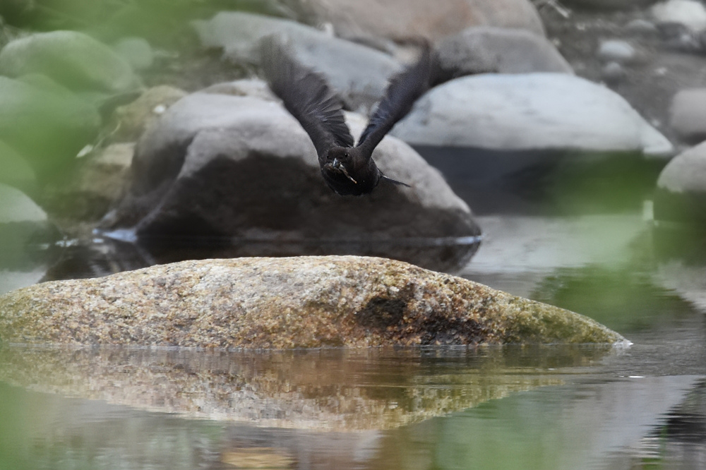カワガラス_f0053272_10252473.jpg