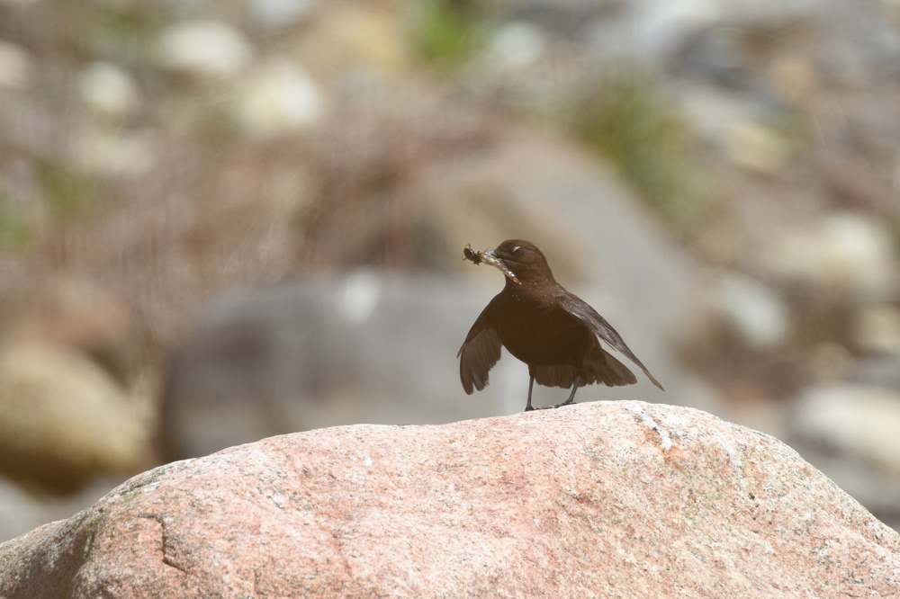 カワガラス_f0053272_10271324.jpg