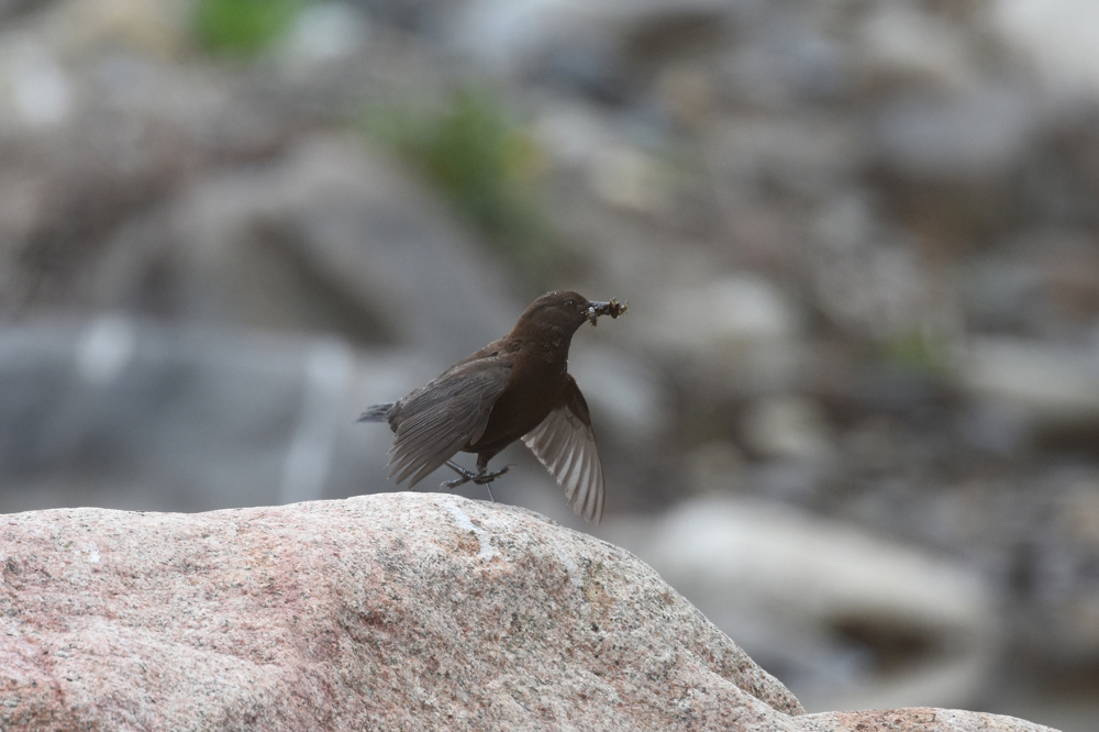 カワガラス_f0053272_10281562.jpg