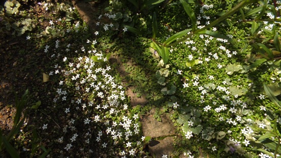 佐藤錦 さくらんぼ の花が咲き出しました エンジョイライフ 佐藤錦 さくらんぼ の花が咲き出しました エンジョイライフ