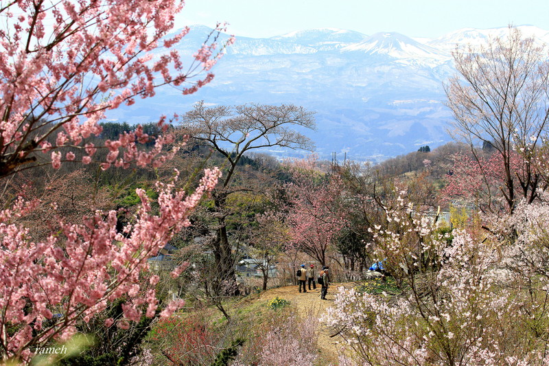 花見山　動_a0223677_21383966.jpg