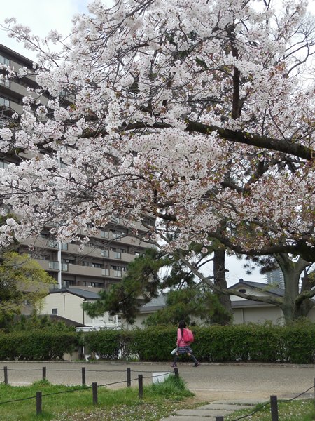 平日ウォーク　「桜の名所を巡って、春をのんびり散歩」_d0074683_1546426.jpg