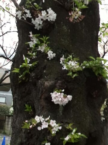 日本の桜_f0009984_053777.jpg