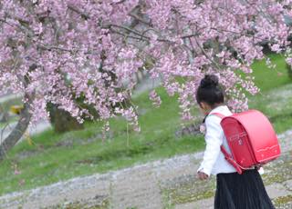 葉桜の一歩手前で意外といい感じ......散った花びらが..._b0194185_22441423.jpg