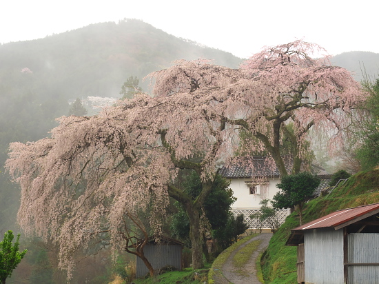 桜だより2015～貝原の枝垂れ桜～(4/5)_d0026589_0131994.jpg