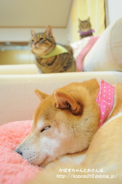 おやすみなさい_a0126590_23221624.jpg