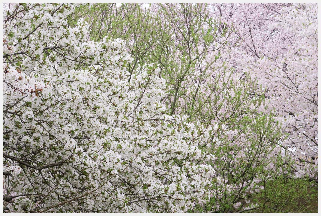 柳ケ瀬公園の桜　その1_e0207391_18304117.jpg