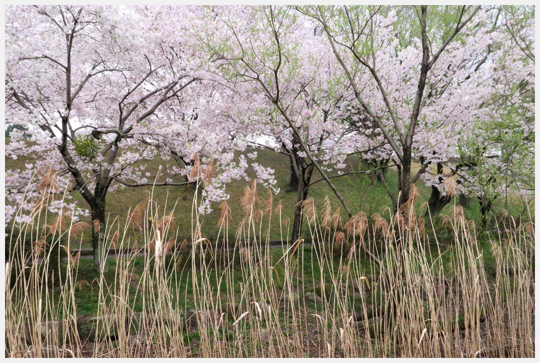 柳ケ瀬公園の桜　その1_e0207391_1831397.jpg