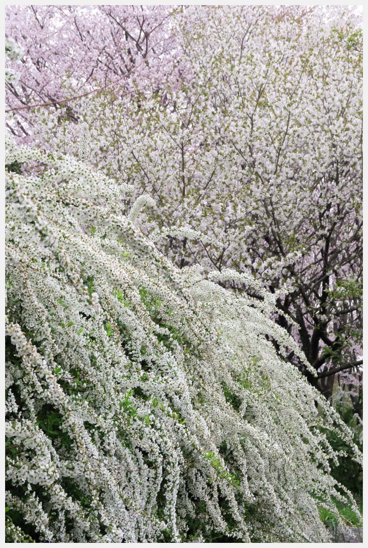 柳ケ瀬公園の桜　その1_e0207391_18321069.jpg