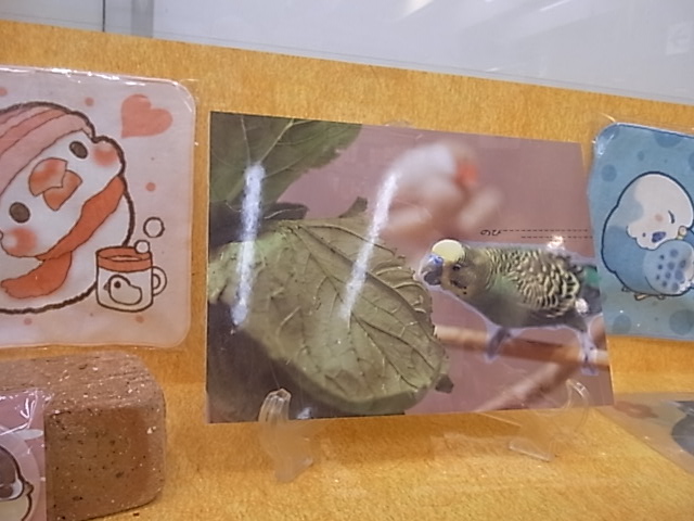 東急ハンズ江坂店「インコとどうぶつ展」全体の様子_d0322493_364599.jpg