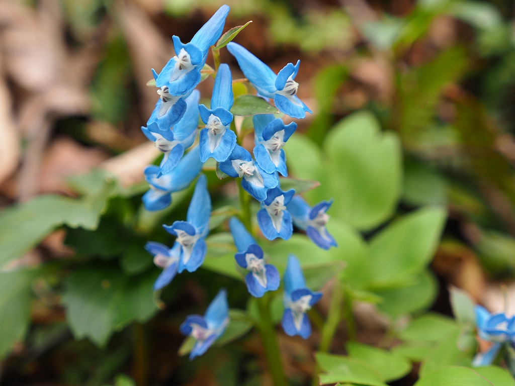 エゾエンゴサク デジカメ持って野に山に