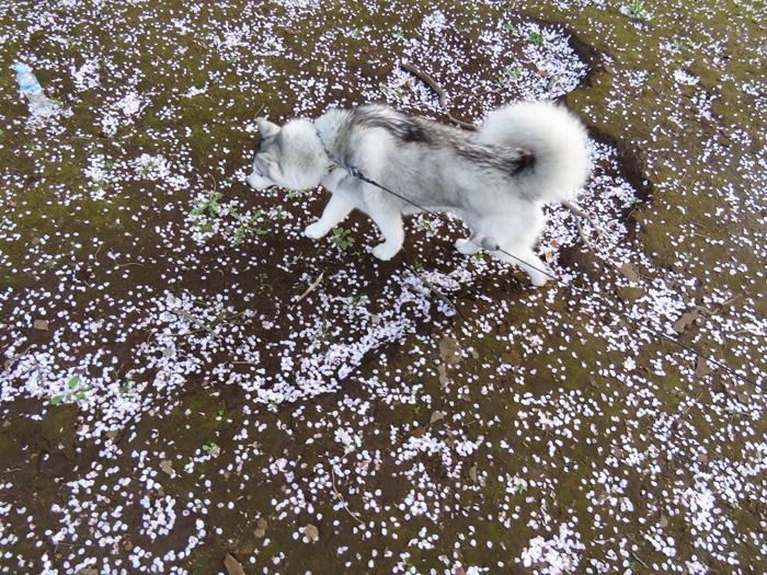 春だ桜だ満開だ　(^o^)_c0049299_2224239.jpg