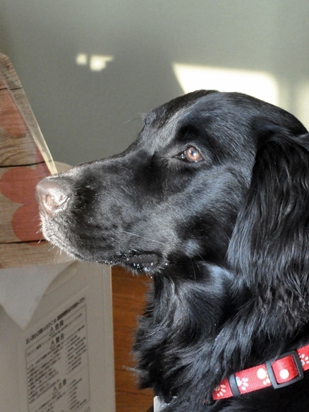 少しお休みします<(_ _)>_f0176499_13542902.jpg