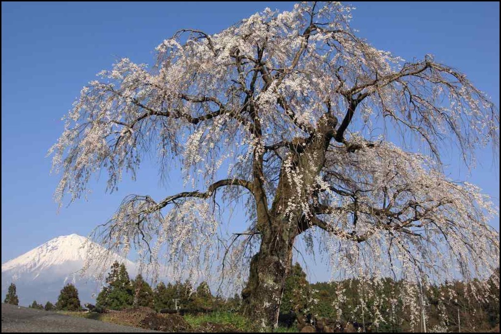 常境寺の枝垂れ桜_a0188405_22255955.jpg