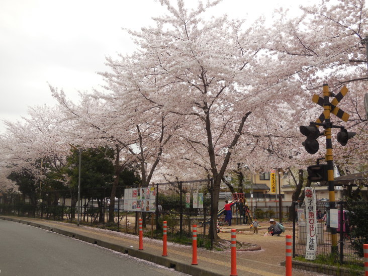 こうすけの 夙川さくら紀行_b0305811_00415078.jpg