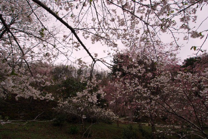 雨あがりの光西寺_a0268412_23362796.jpg