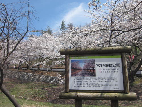 宮野運動公園の桜・２０１５０４０９_a0026413_20515430.jpg