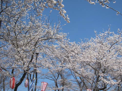 宮野運動公園の桜・２０１５０４０９_a0026413_20535245.jpg