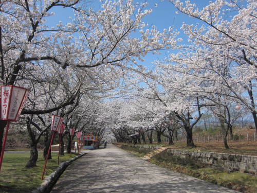 宮野運動公園の桜・２０１５０４０９_a0026413_20552428.jpg