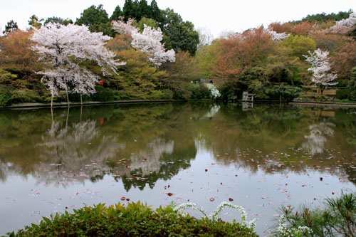 龍安寺 名残のしだれ 2015桜情報37_e0048413_21394728.jpg