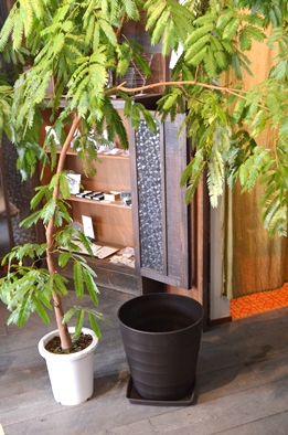 鉢替え・植え込み・お部屋の緑のご相談_d0263815_16404354.jpg