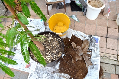 鉢替え・植え込み・お部屋の緑のご相談_d0263815_1651537.jpg