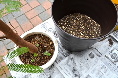 鉢替え・植え込み・お部屋の緑のご相談_d0263815_1755859.jpg