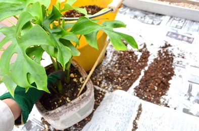 鉢替え・植え込み・お部屋の緑のご相談_d0263815_1842040.jpg