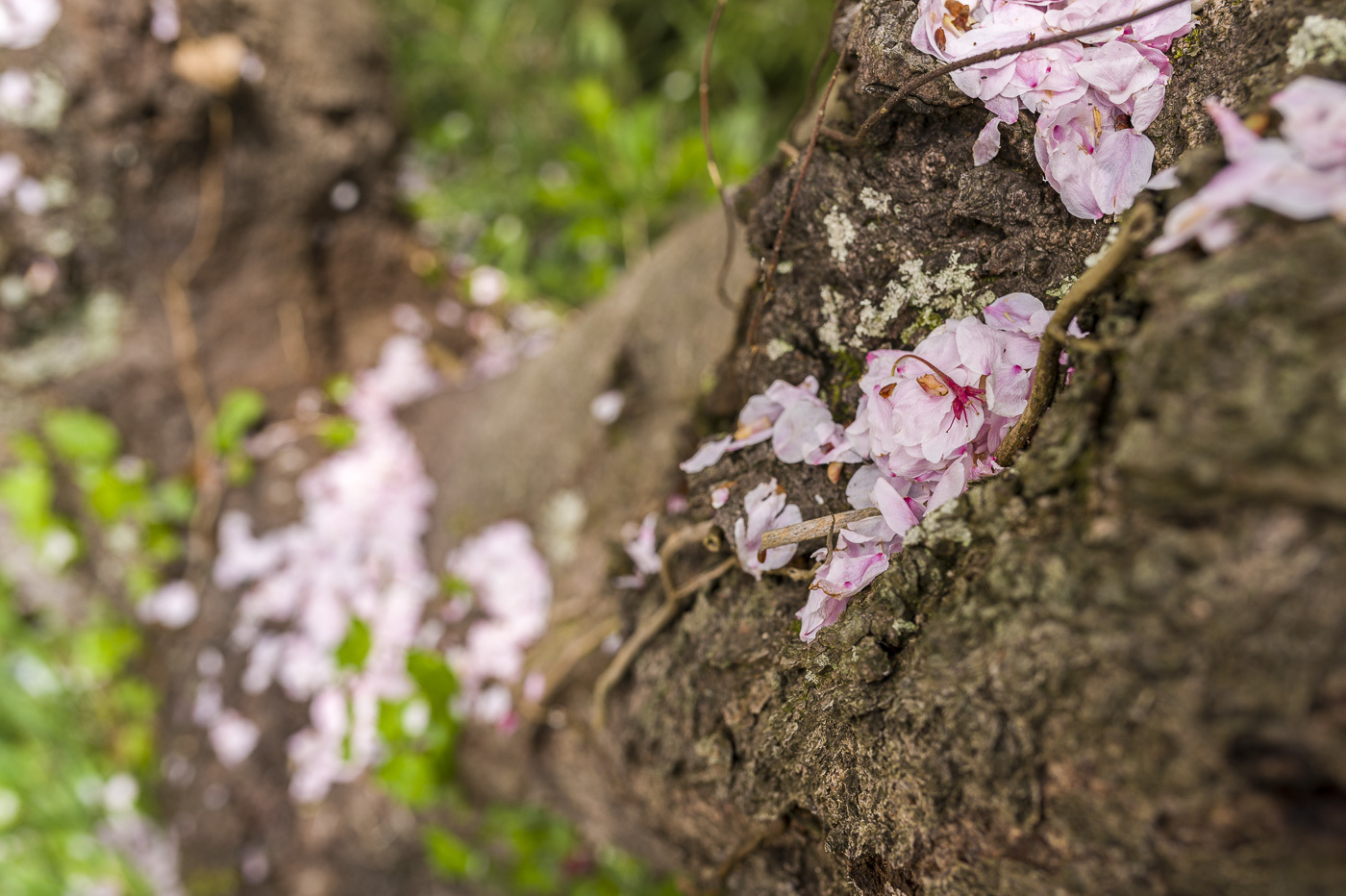 桜の残り香_e0308416_17564048.jpg