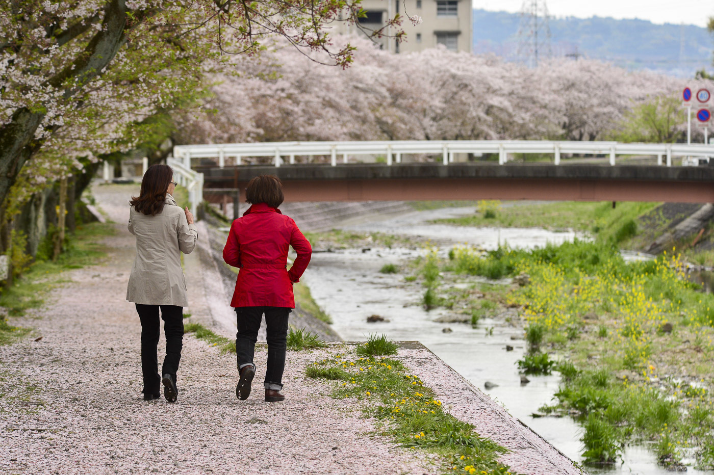 桜の残り香_e0308416_17574790.jpg