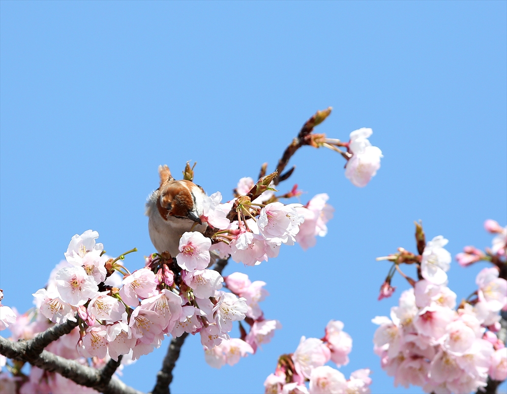 桜とニュウナイスズメ♪_a0258117_0223685.jpg