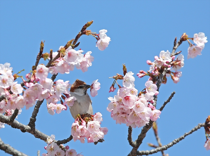 桜とニュウナイスズメ♪_a0258117_024840.jpg