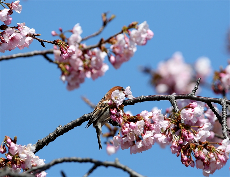 桜とニュウナイスズメ♪_a0258117_0271750.jpg