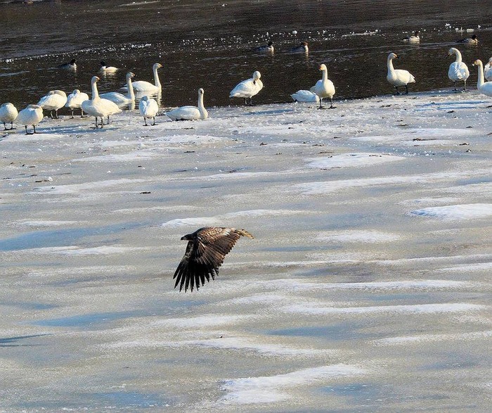 北の森からエゾリスと野鳥便り _d0098721_20582912.jpg