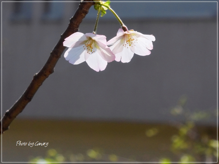 ４月２日に一輪咲いた富士桜の花 霙にも耐えています 15 4 8 In Tokyo むっちゃんの花鳥蝶風月 鳥 猫 花 空 山