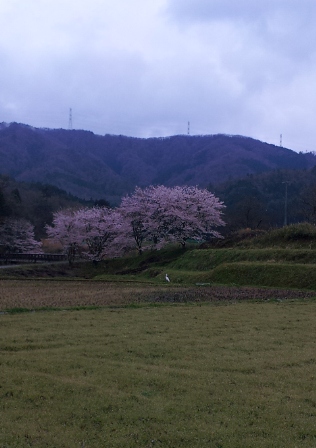 花冷え・寒の戻り・白い花_d0167621_20245792.jpg