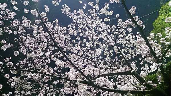 夜桜_b0187024_20423725.jpg