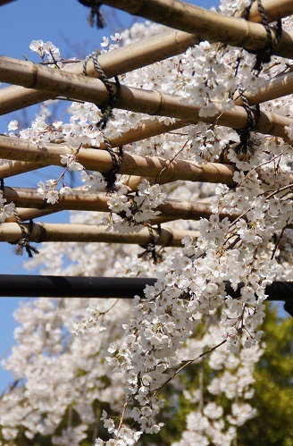 立砂（たてずな）　　～上賀茂神社（京都）～_c0235725_21375155.jpg