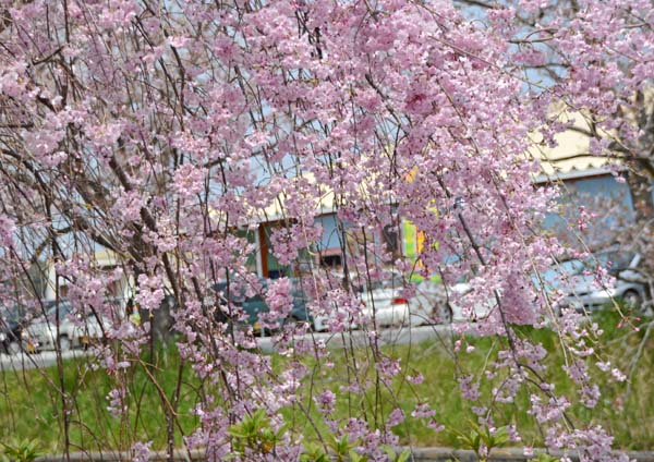 f0147025_20122520.jpg