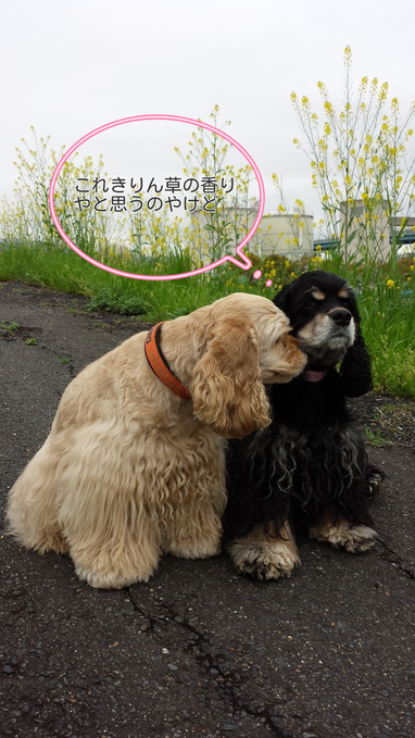 c0223630_16251582.png
