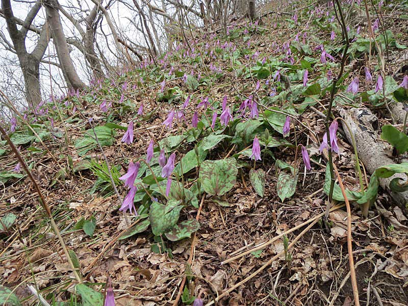 新潟　角田山　雪割草　追っかけ！_d0000031_15515713.jpg