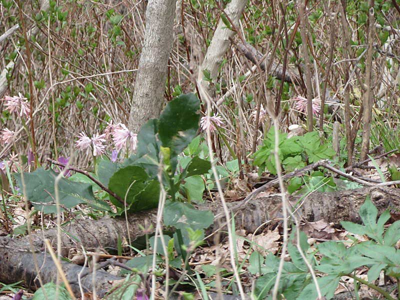 新潟　角田山　雪割草　追っかけ！_d0000031_15531229.jpg