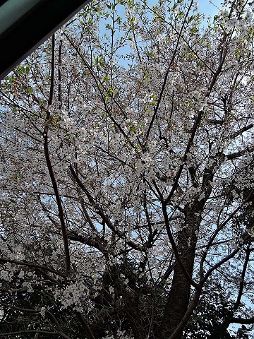 咲くも桜、散るも桜。_c0062832_10543964.jpg